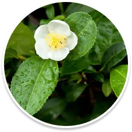 Camellia Sinensis ingredient in Bazopril packed with polyphenols for blood pressure and brain health